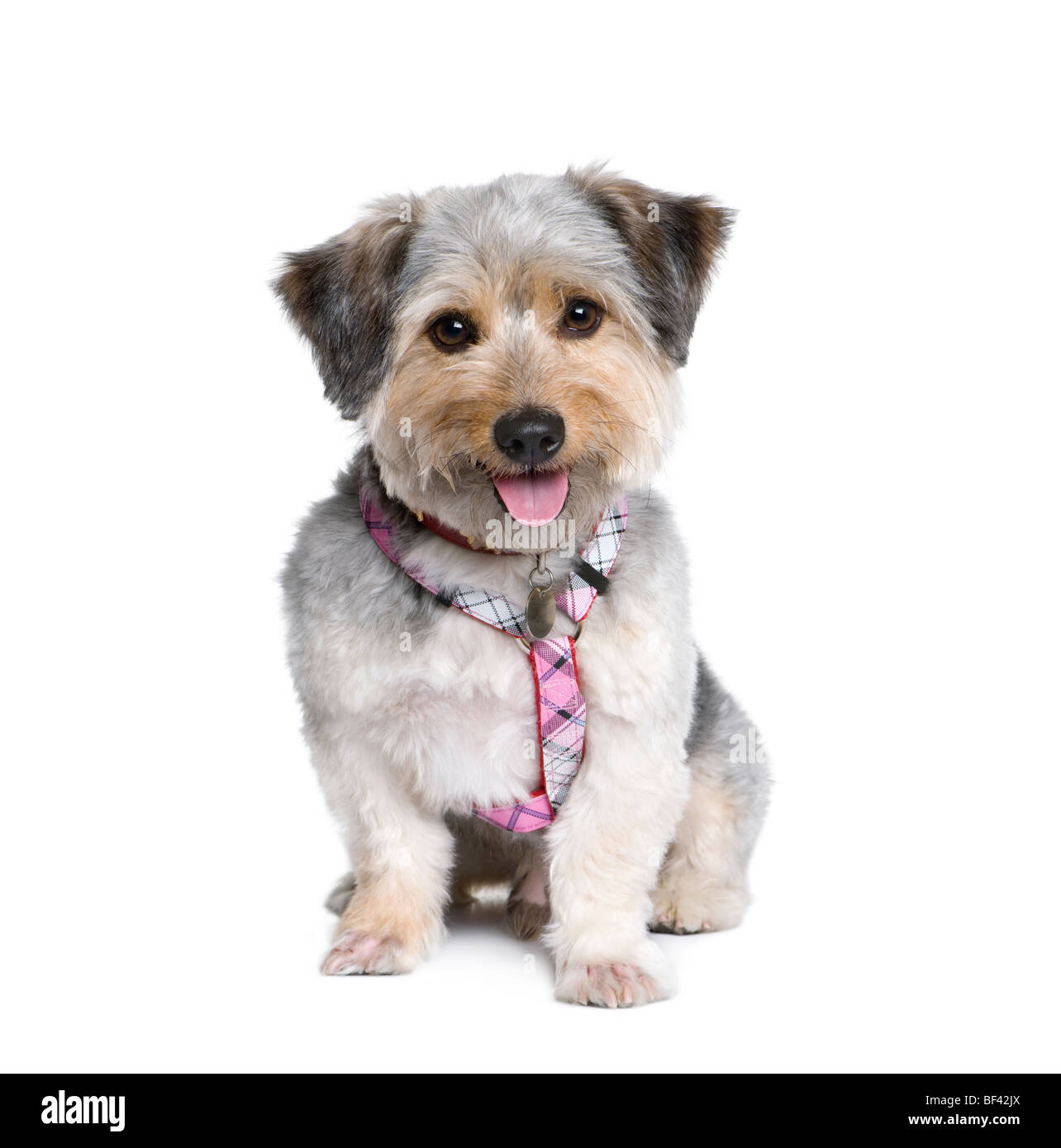 Croce di cane di razza, 4 anni, di fronte a uno sfondo bianco, studio shot Foto Stock