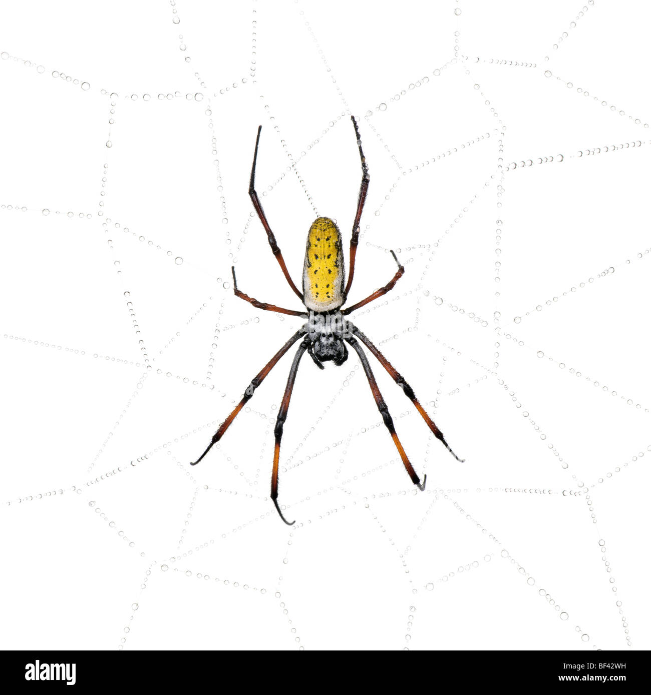 Golden Orb-web spider in spider web, inaurata Nephila madagascariensis, contro uno sfondo bianco Foto Stock