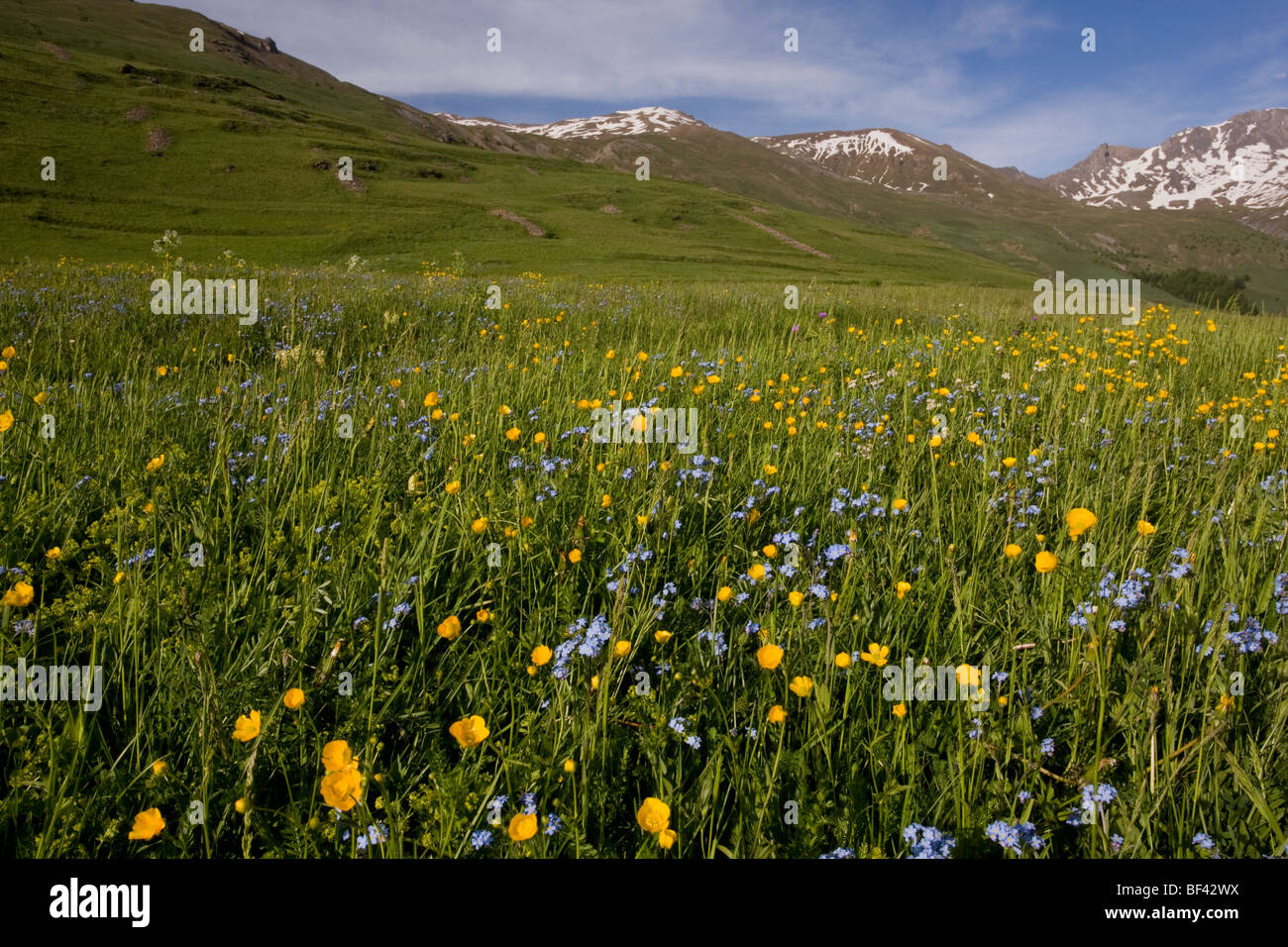 Specie floreali-ricchi pascoli con renoncules e dimenticare me not sul Col d'Agnel, Queyras Parco Naturale Regionale, Francia Foto Stock