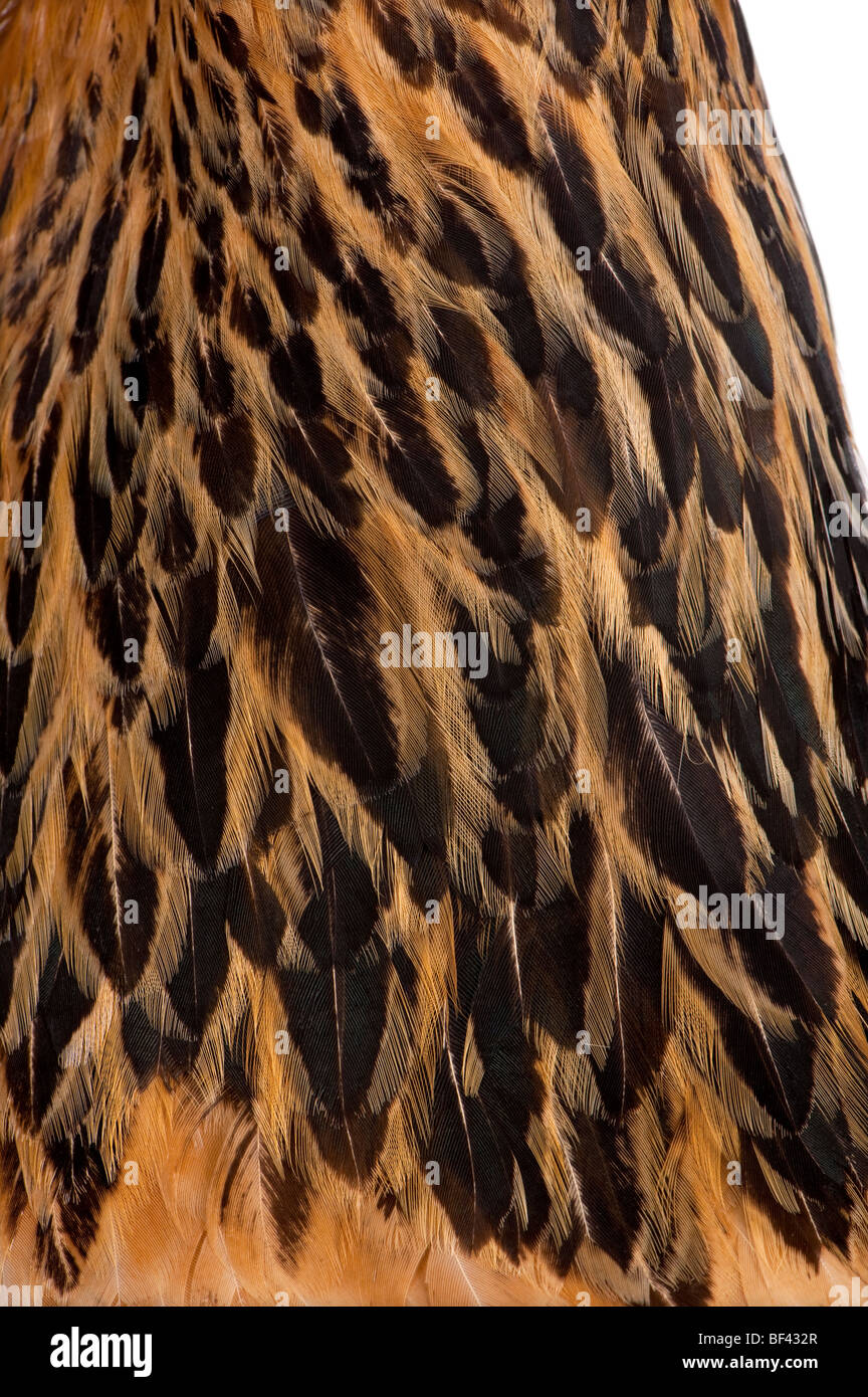 Close-up di marrone Brahma piume di gallina Foto Stock
