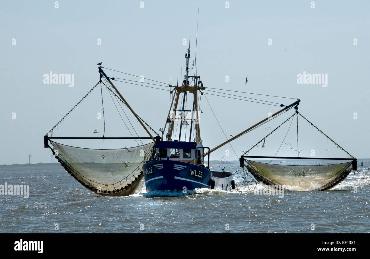 Vlıeland Terschellıng Pesca Texel Waddenzee Waddenzee Paesi Bassi Foto Stock