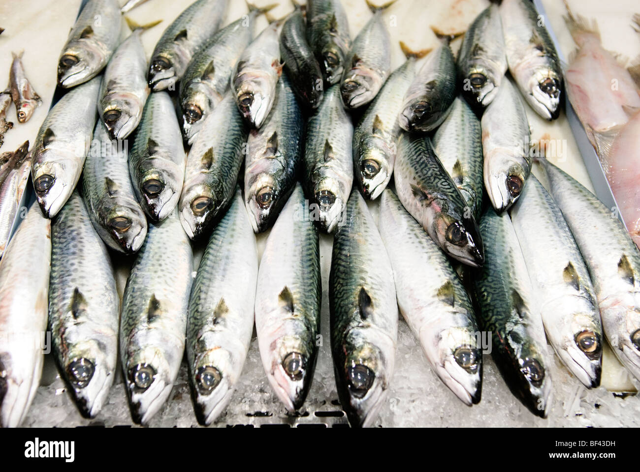 Sgombri freschi su ghiaccio Foto Stock