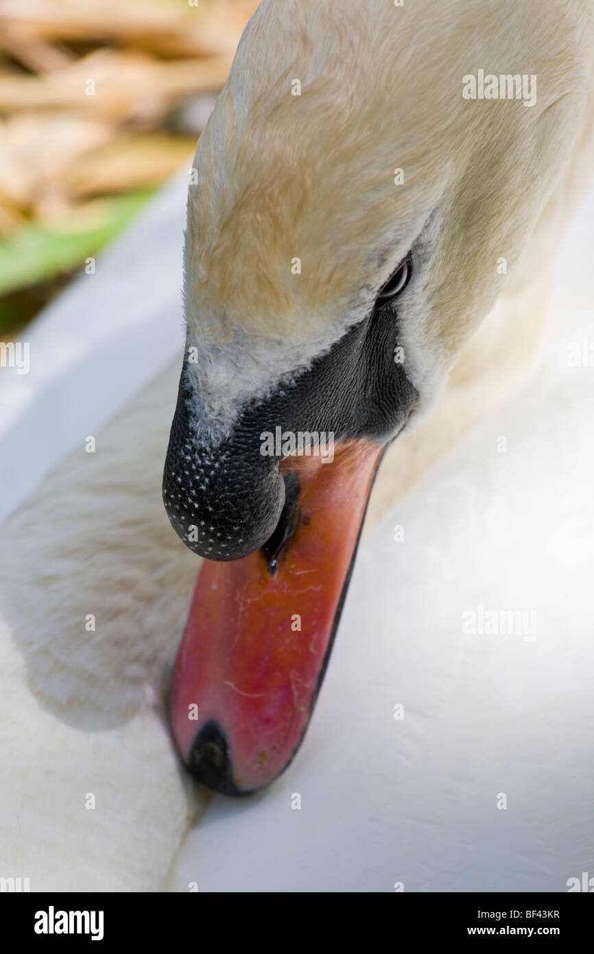Swan su un nido Abbotsbury Swannery Dorset Inghilterra Foto Stock