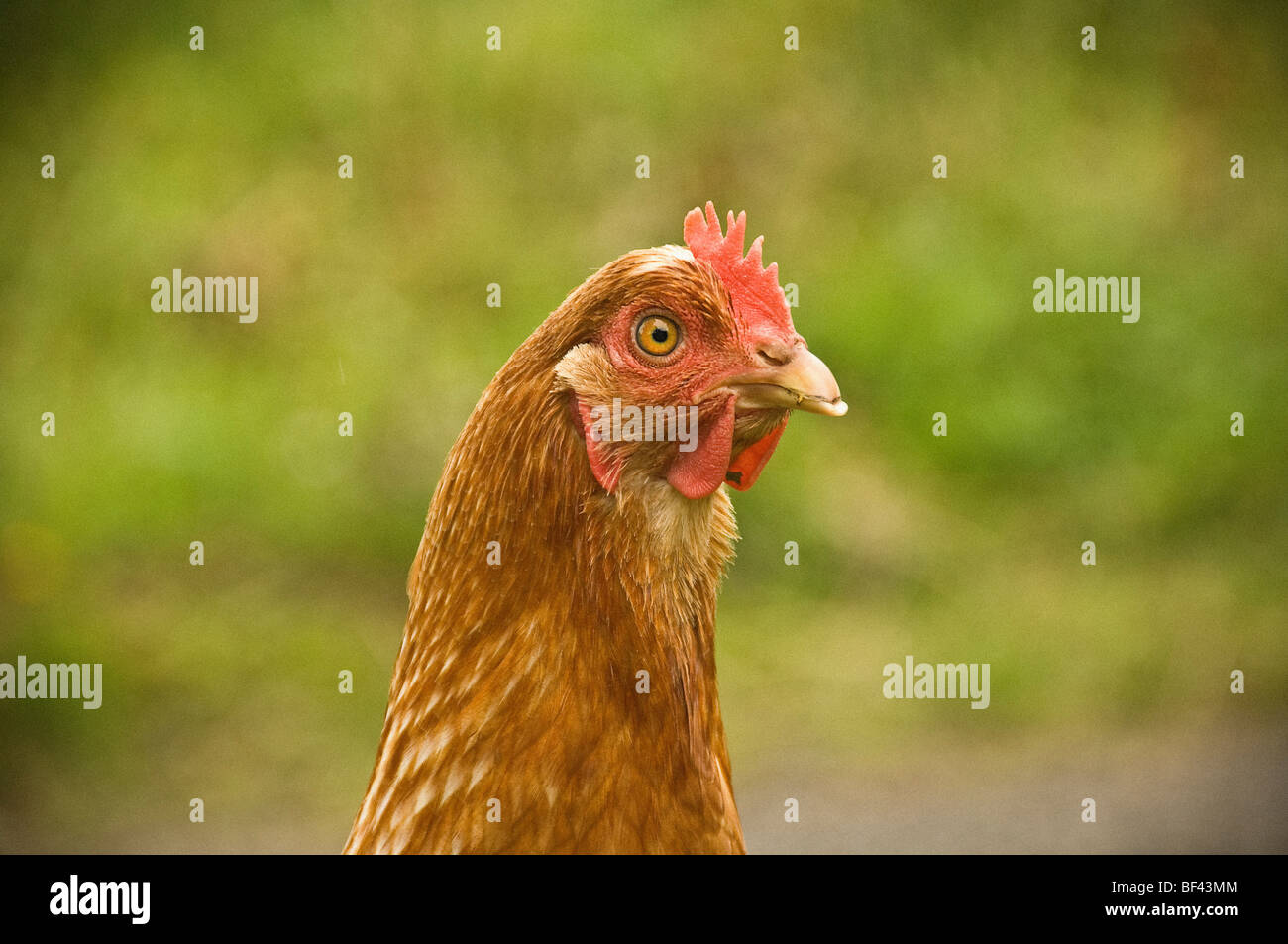 Primo piano di testa di pollo marrone chiaro, con acqua rossa e pettine con sfondo sfocato all'aperto. Foto Stock