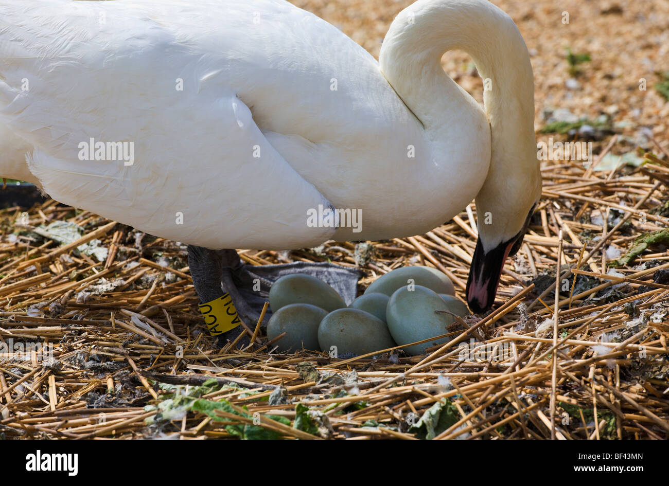 Swan partecipando alle uova nel nido Abbotsbury Swannery Dorset Inghilterra Foto Stock