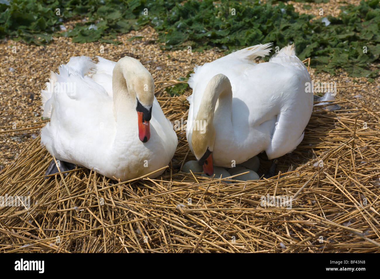 Cigni su un nido Abbotsbury Swannery Dorset Inghilterra Foto Stock