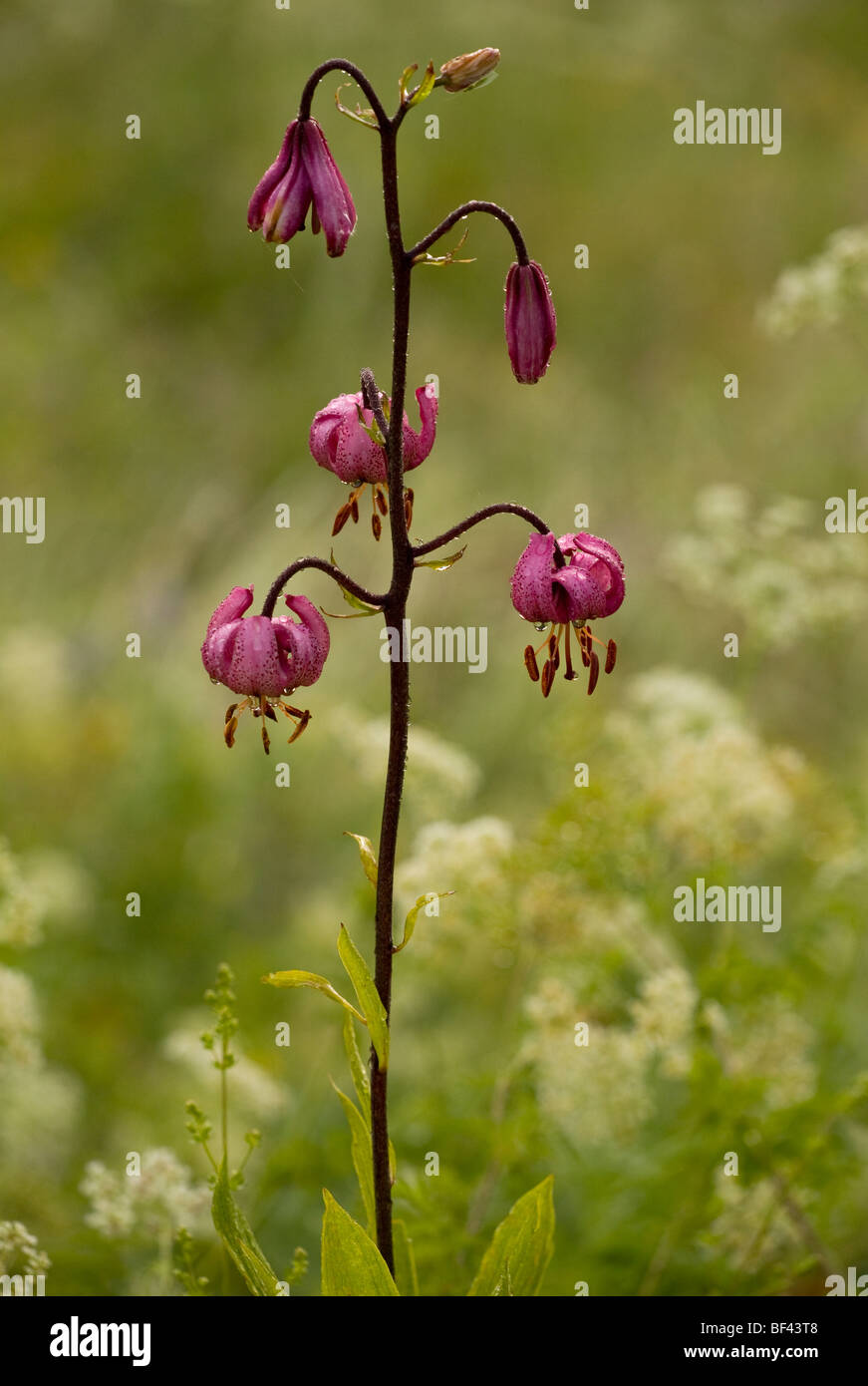 Giglio Martagon Lilium martagon, con inizio Rugiada di mattina e le gocce di pioggia, nel Parco Nazionale degli Ecrins, sulle Alpi francesi, Francia Foto Stock
