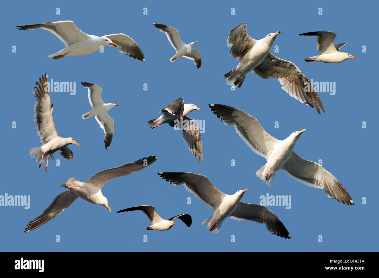 Un assortimento di gabbiani isolato su un cielo blu Foto Stock