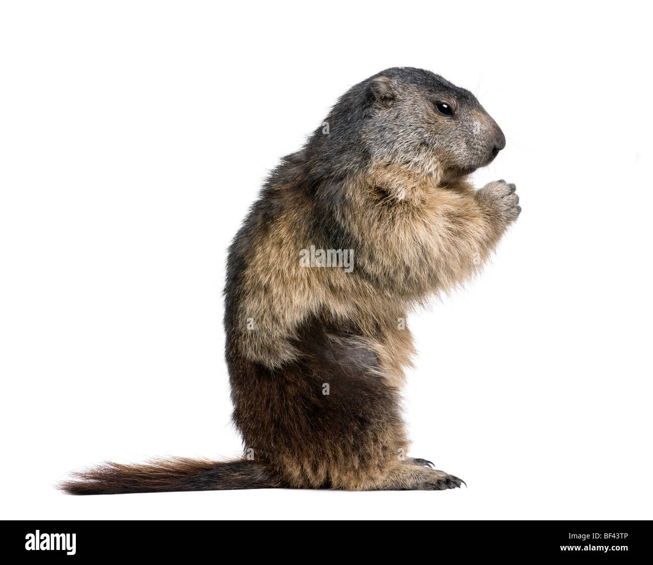 La marmotta alpina, Marmota marmota, 4 anni, seduto di fronte a uno sfondo bianco, studio shot Foto Stock
