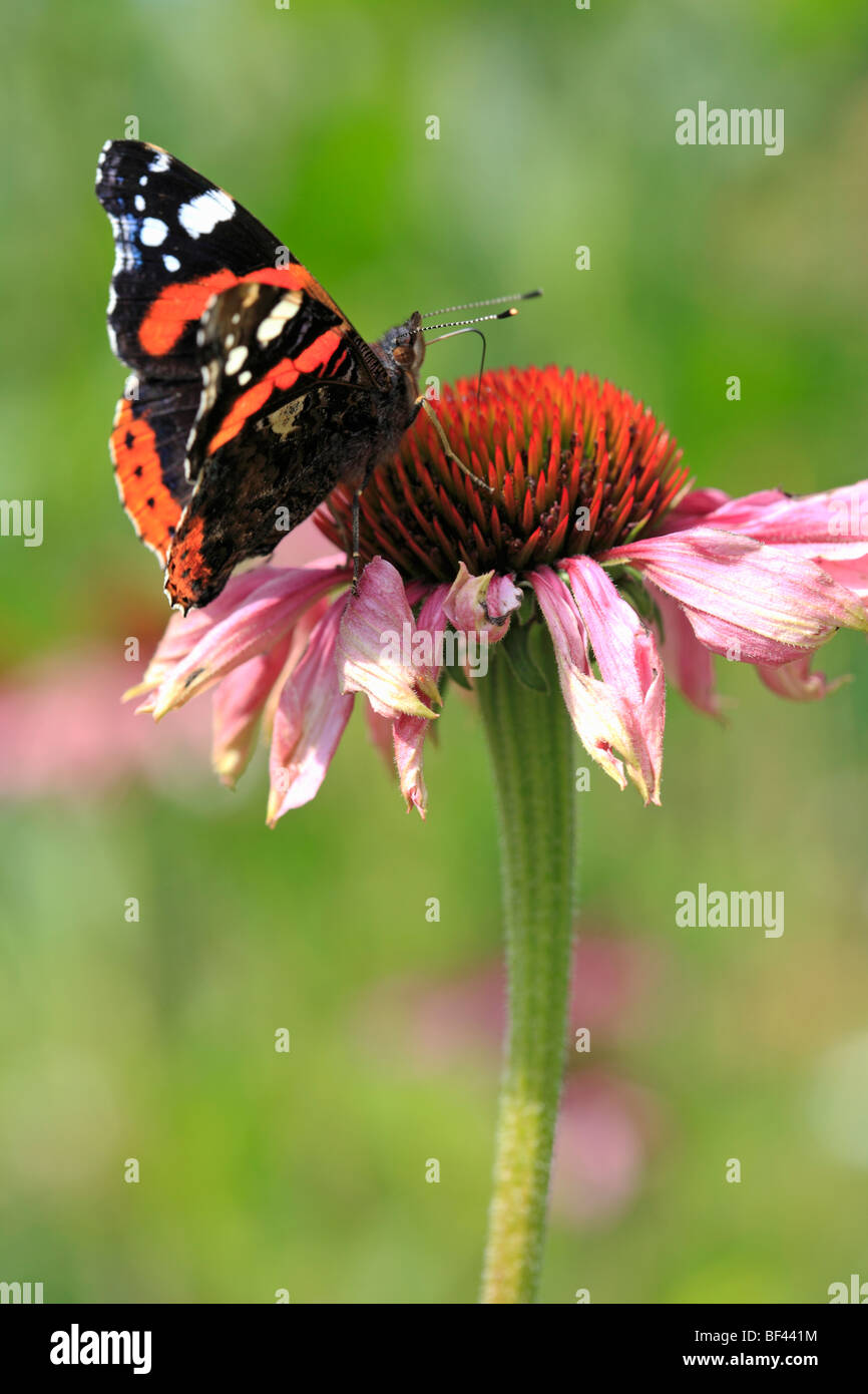 Red Admiral farfalla sulla Echinacea Purpurea Foto Stock