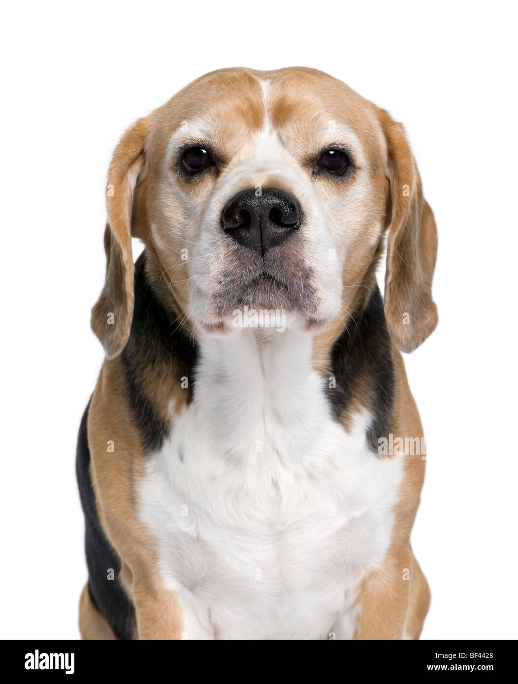 Beagle, 9 anni, seduto di fronte a uno sfondo bianco, studio shot Foto Stock