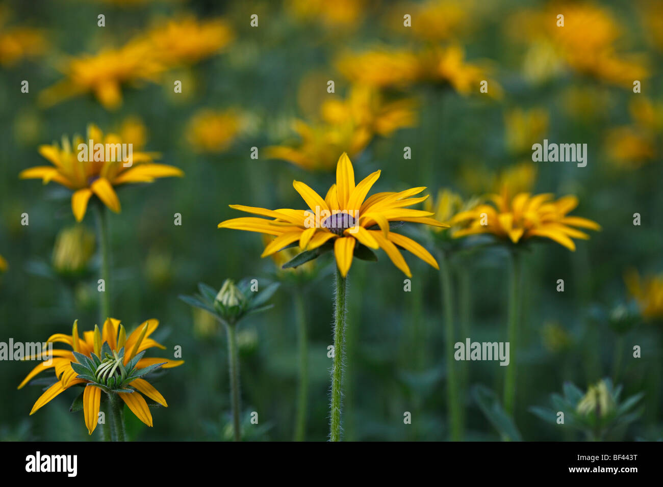 Rudbeckia morbide nel sole estivo Foto Stock