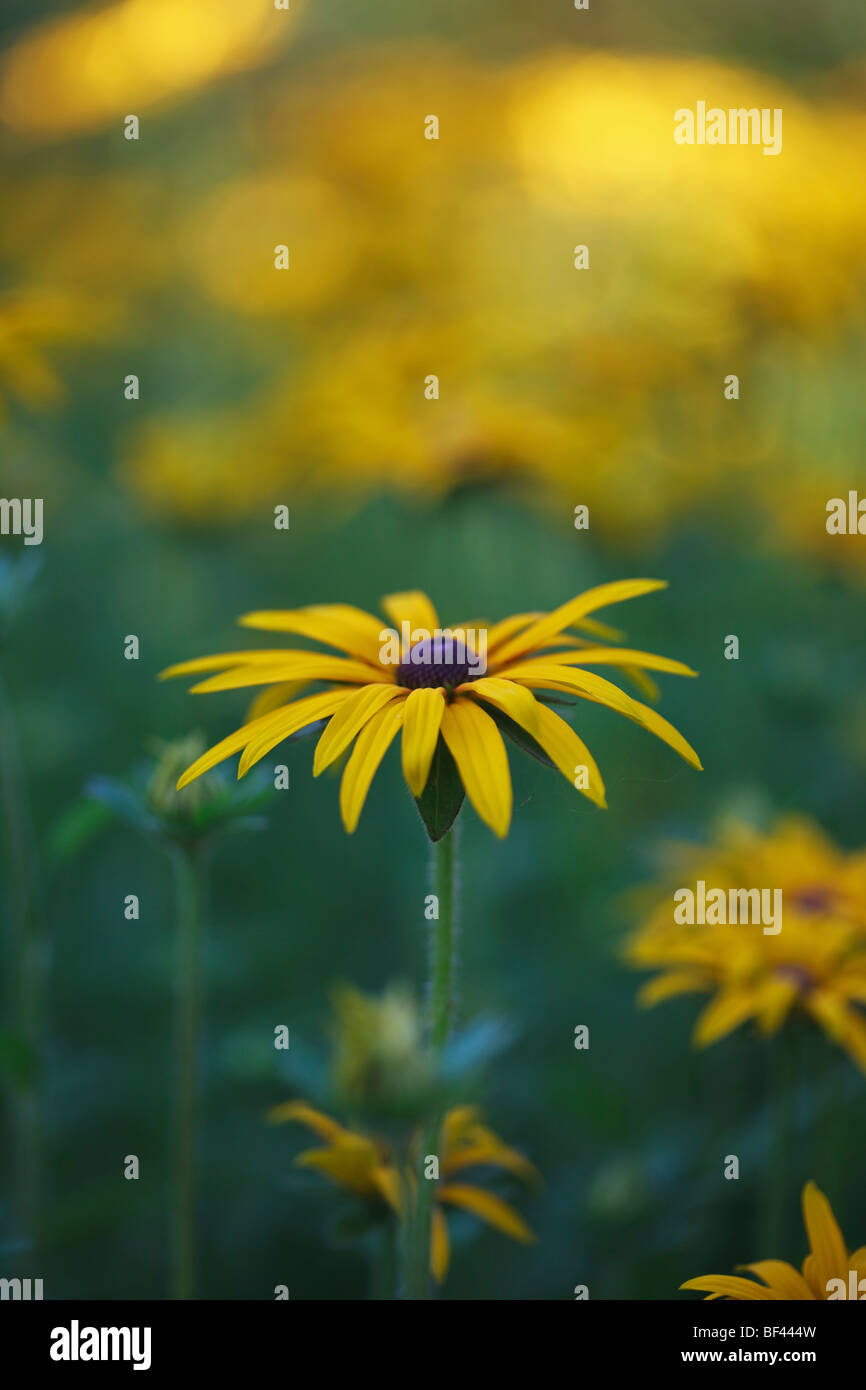 Rudbeckia morbide nel sole estivo Foto Stock