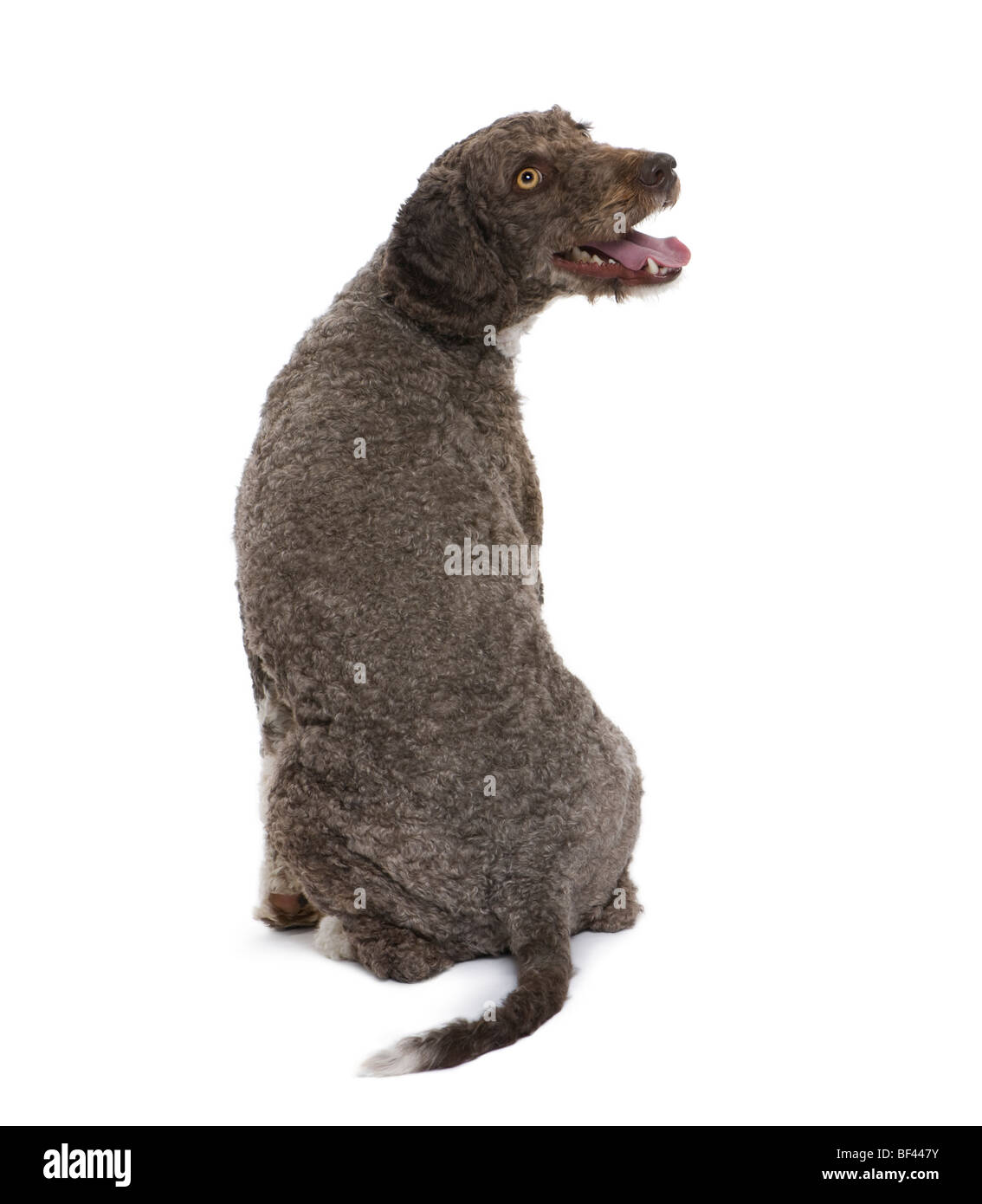 Vista posteriore di acqua spagnolo spaniel cane, 3 anni, seduto di fronte a uno sfondo bianco Foto Stock