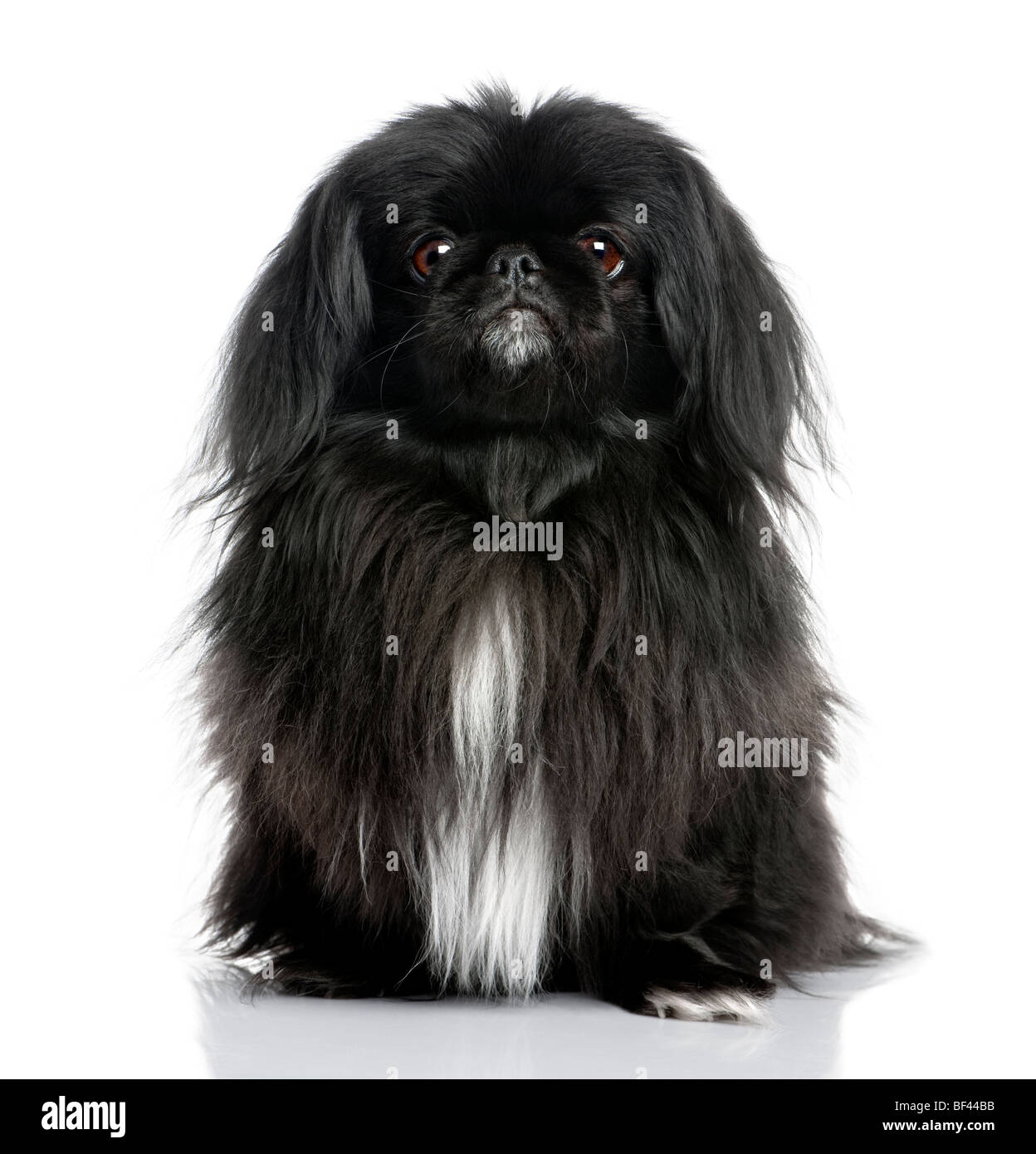 Pekingese nero, 6 anni, di fronte a uno sfondo bianco, studio shot Foto Stock