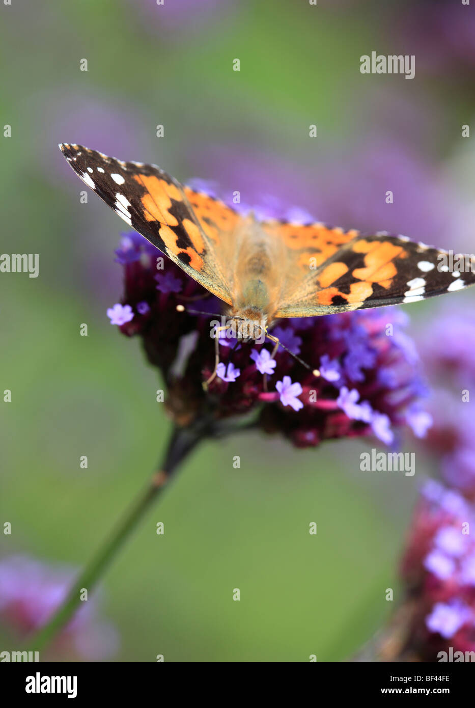 Dipinto di Lady farfalla sulla Verbena viola fiore Foto Stock