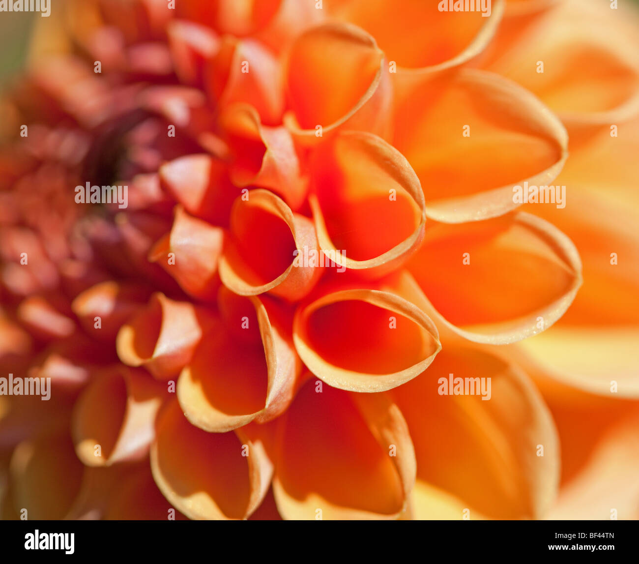 Close up a forma di cuore i petali di un colore arancio Dahlia Foto Stock