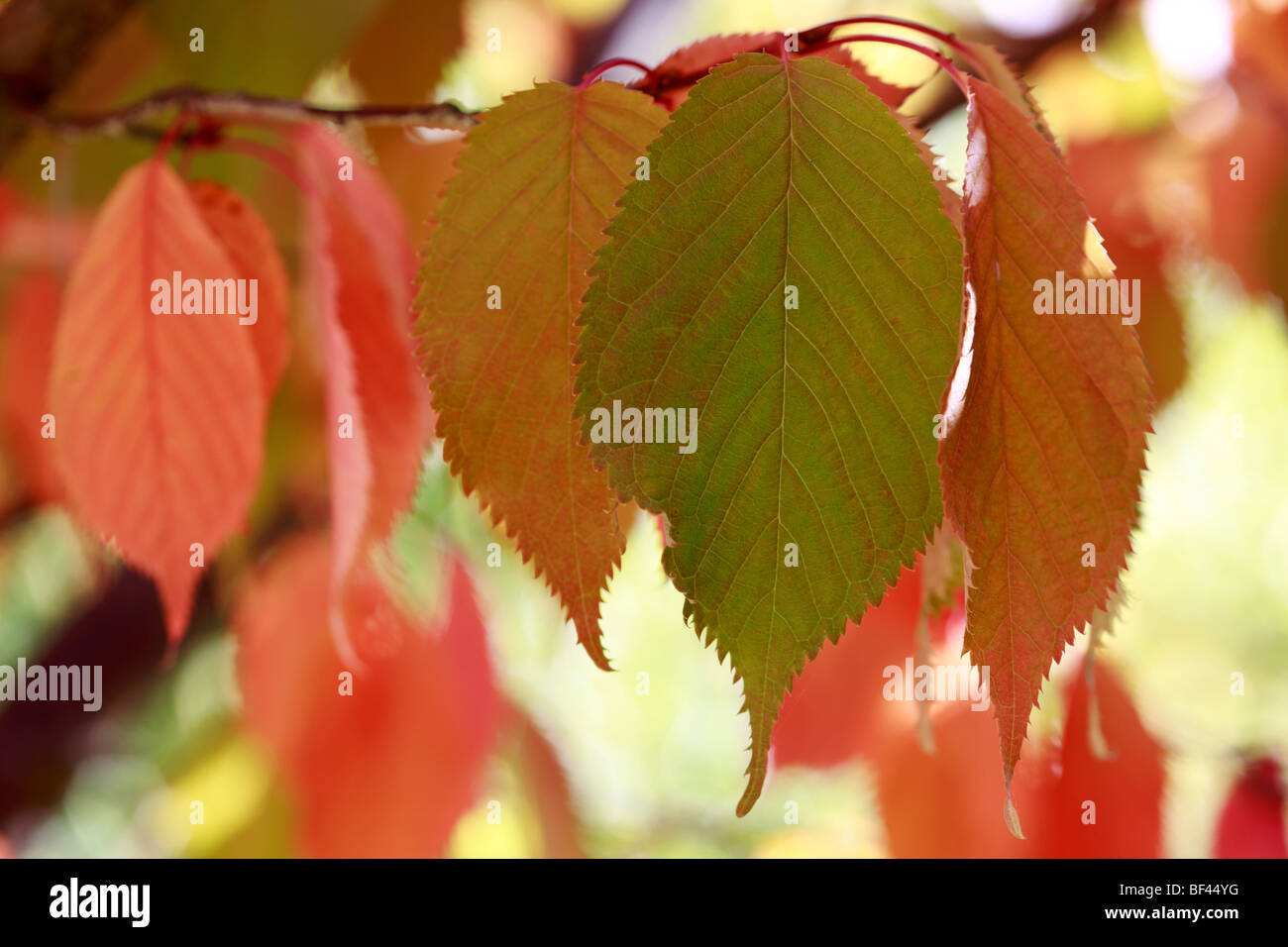 Foglie di autunno del Prunus sargentii Foto Stock