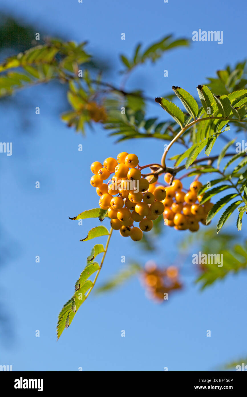Giallo Rowan acini - Sorbus 'Sunshine' contro un profondo cielo blu Foto Stock