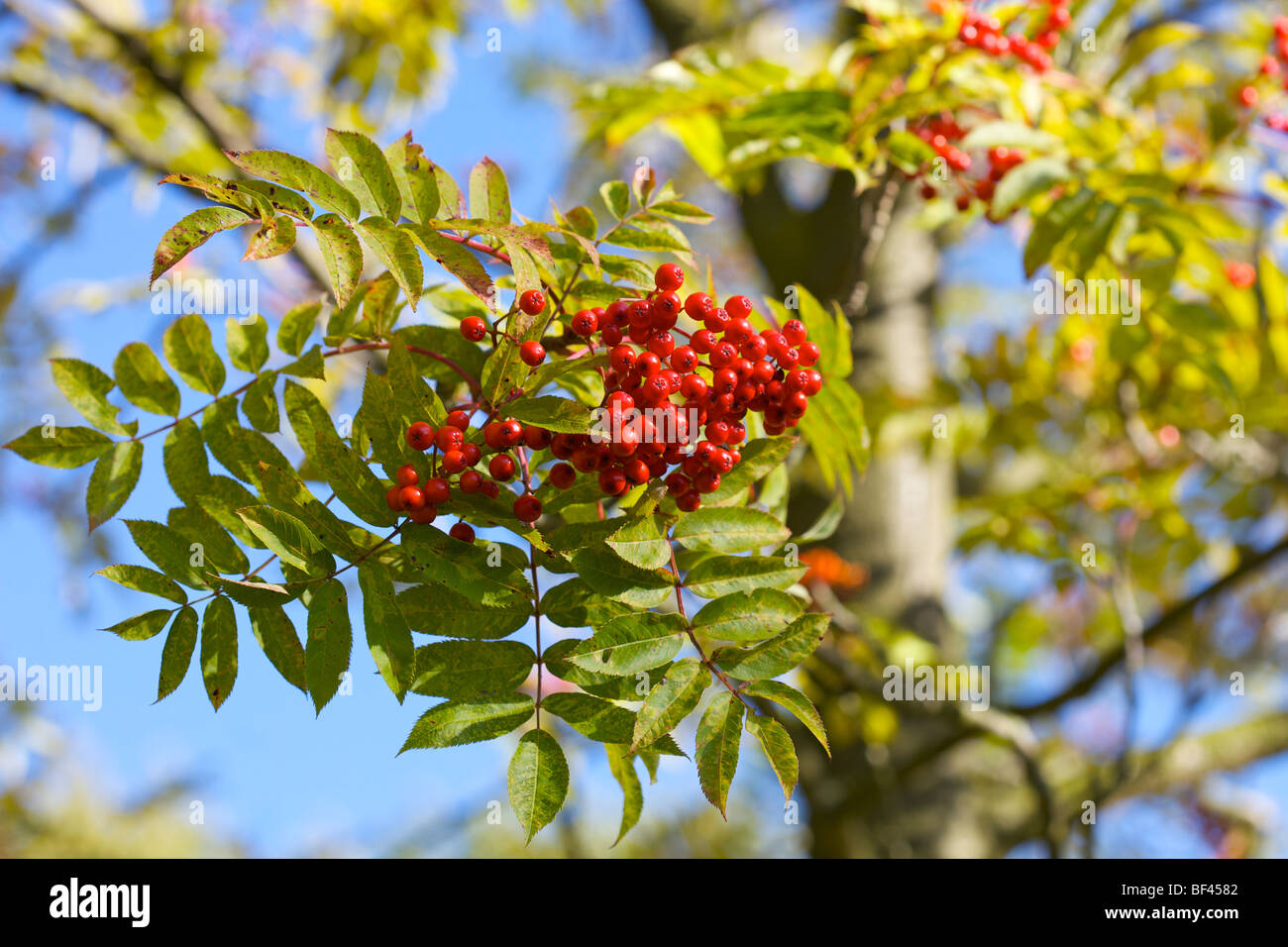 Sorbus Commixta 'Giapponese Rowan' contro un luminoso cielo blu Foto Stock