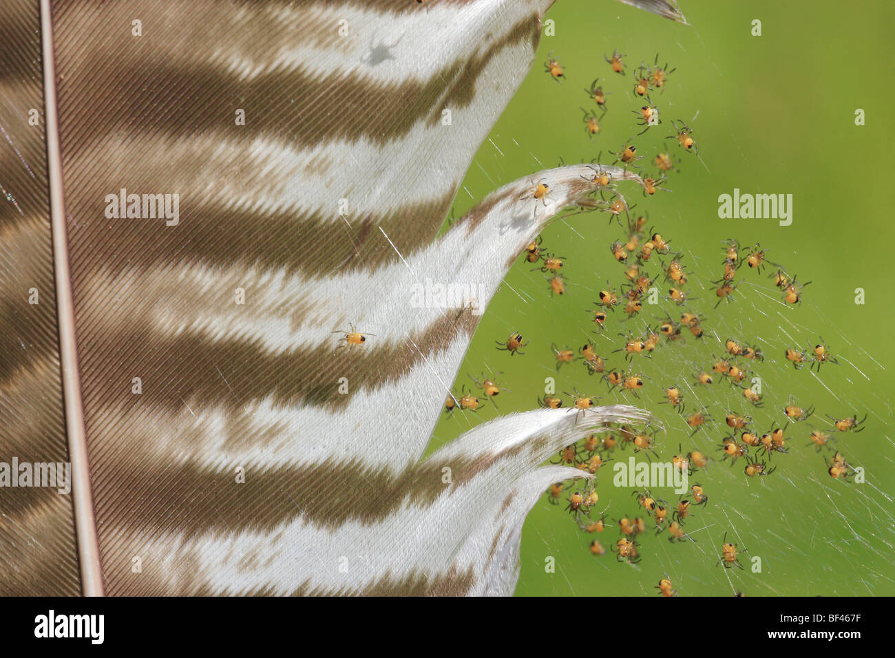 Spiderlings (Araneus diadematus) su poiane giù Foto Stock