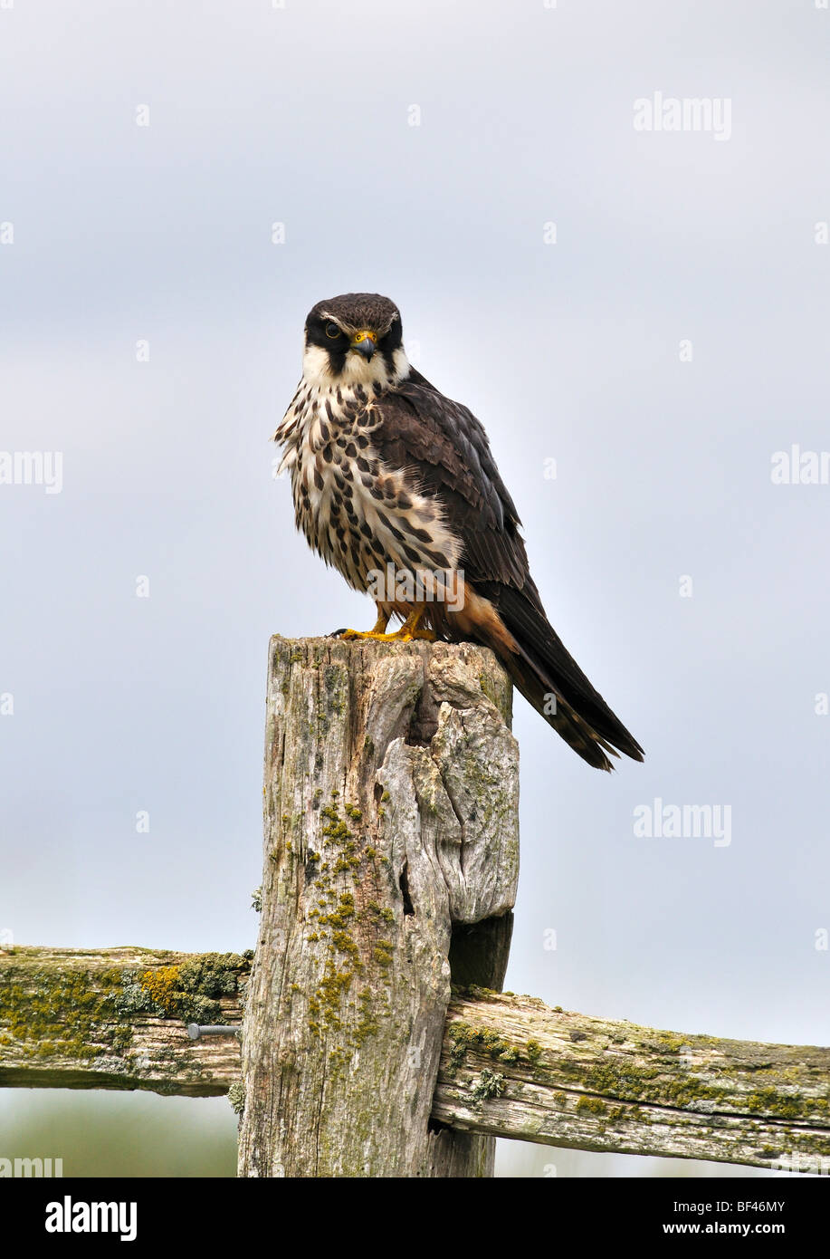 Eurasian Hobby Falco Subbuteo® appollaiato su un palo da recinzione Foto Stock