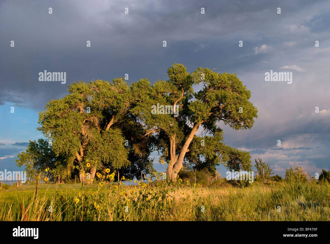 Allegra girasoli al tramonto sono in contrasto con le nuvole che si profila la formazione su giganteschi pioppi neri americani alberi in Punta de Agua, Nuovo Messico Foto Stock