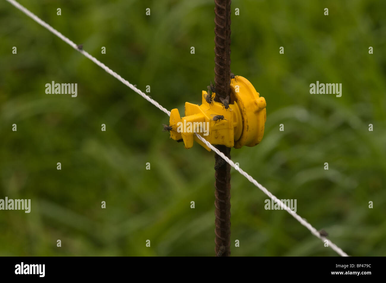 Elettrica temporanea recinto per bestiame Foto Stock