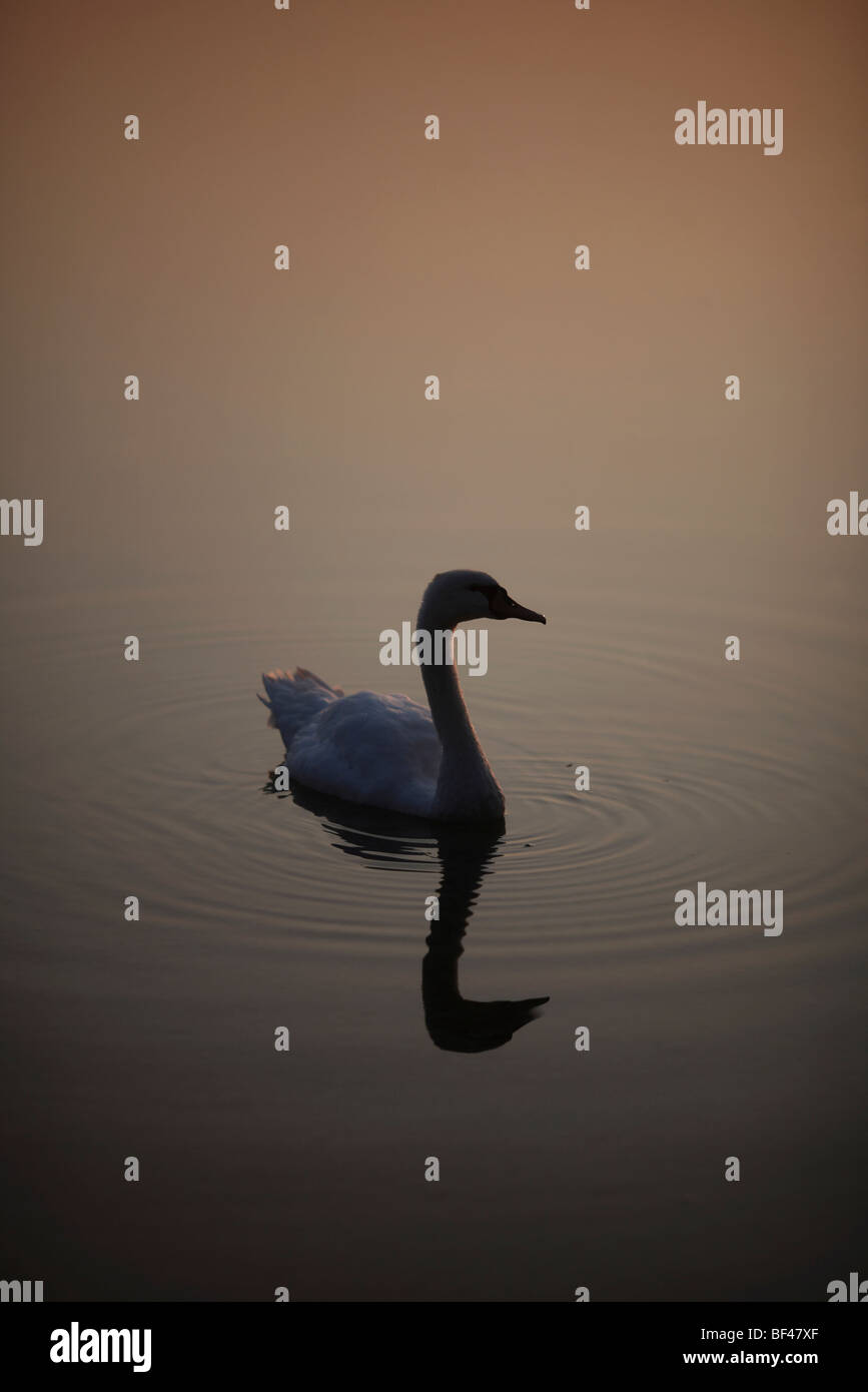 Un cigno nuotare in acqua ancora al tramonto Foto Stock