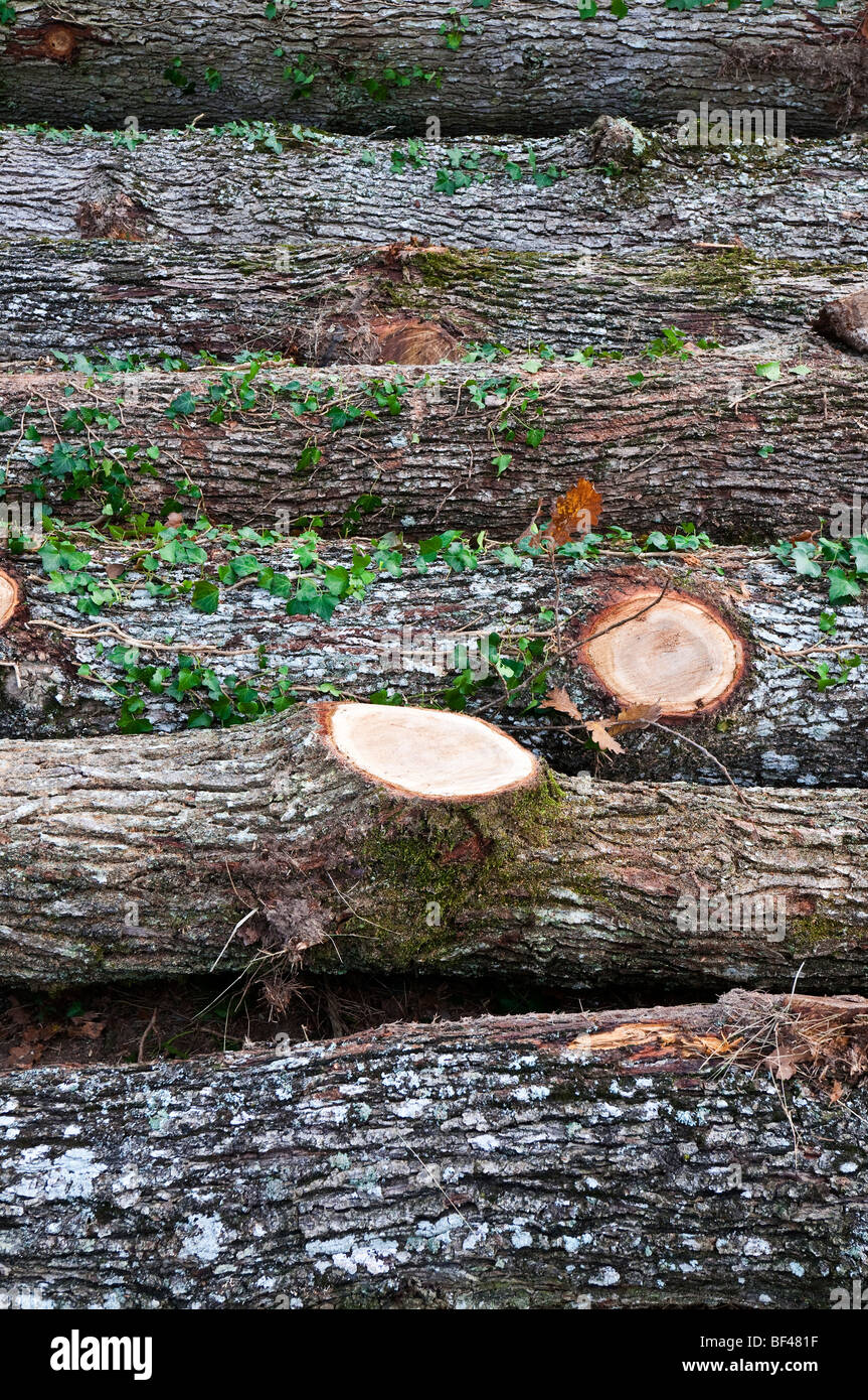 Impilati Farnia (Quercus robur) tronchi di alberi - sud Touraine, Francia. Foto Stock