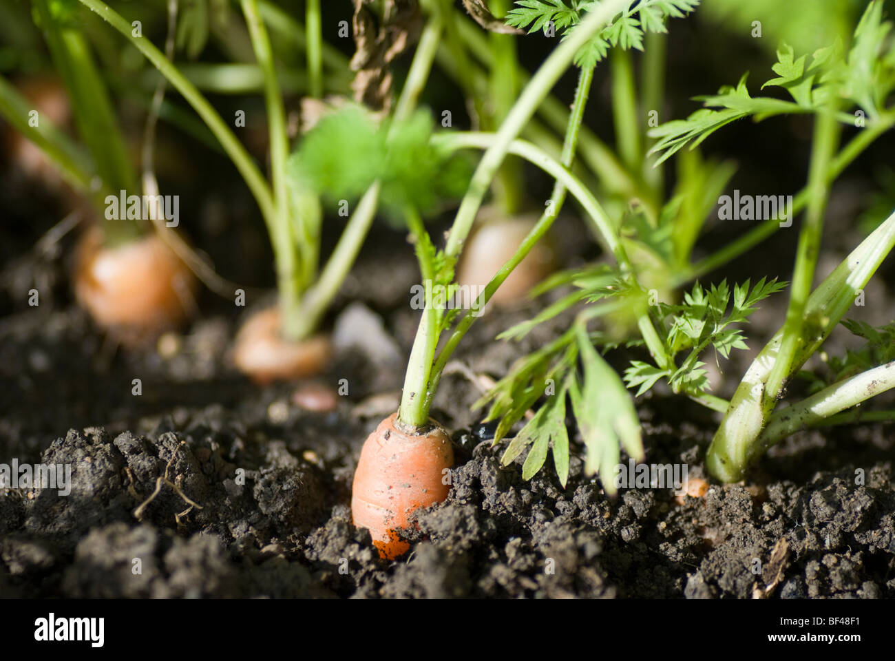 La maturazione di carote organico con radici esposte nel suolo per mostrare lo sviluppo del prodotto Foto Stock