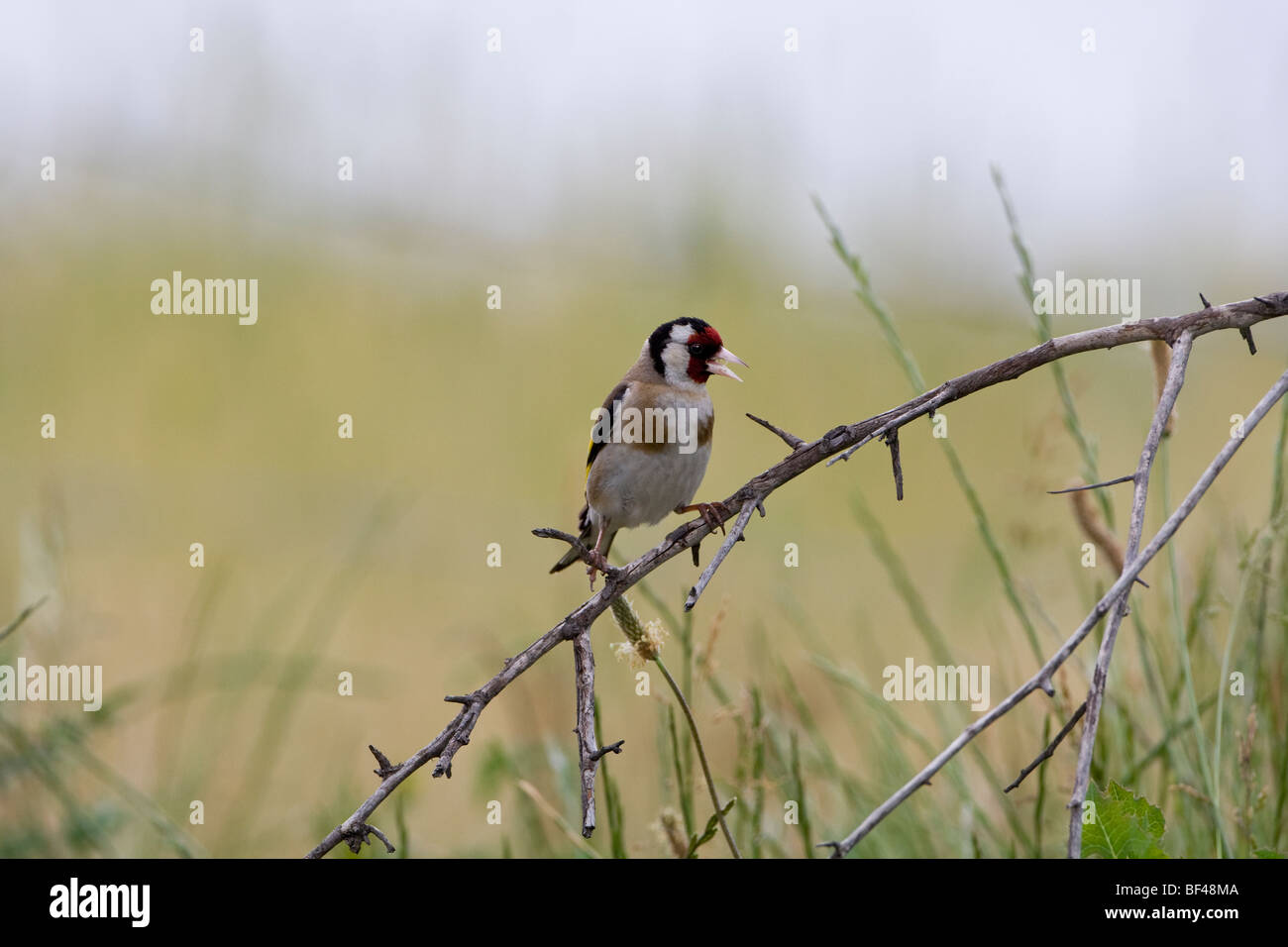 Cardellino europeo (Carduelis carduelis) appollaiate su un ramo cantando Foto Stock