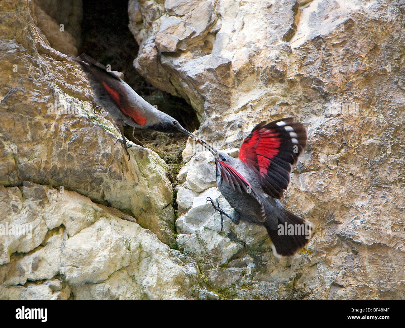 Picchio muraiolo (Tichodromadidae) sulla roccia maschio femmina di alimentazione Foto Stock