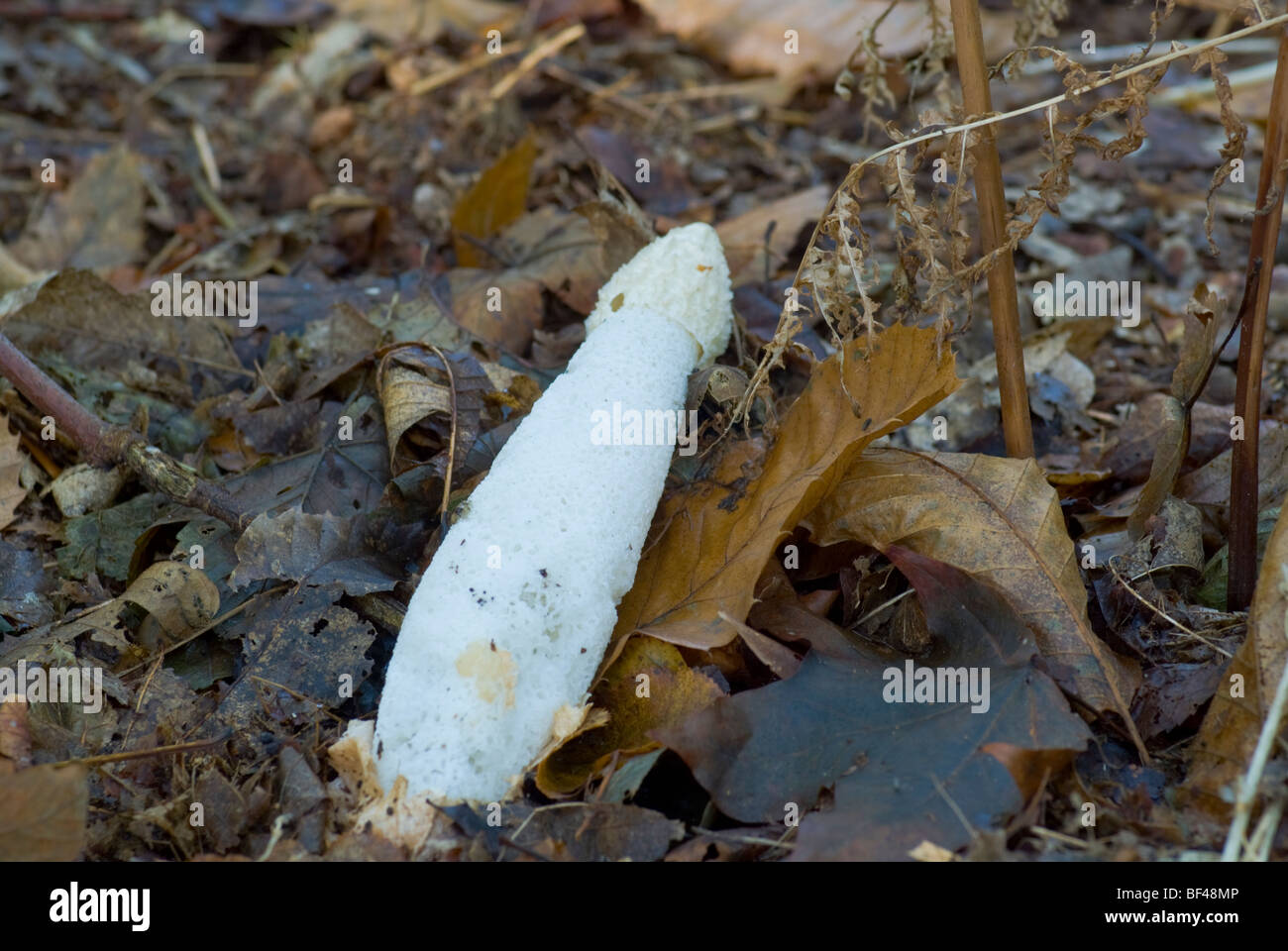 Il comune di fungo stinkhorn (Phallus impudicus) nel suo stato finale di decadimento. Foto Stock