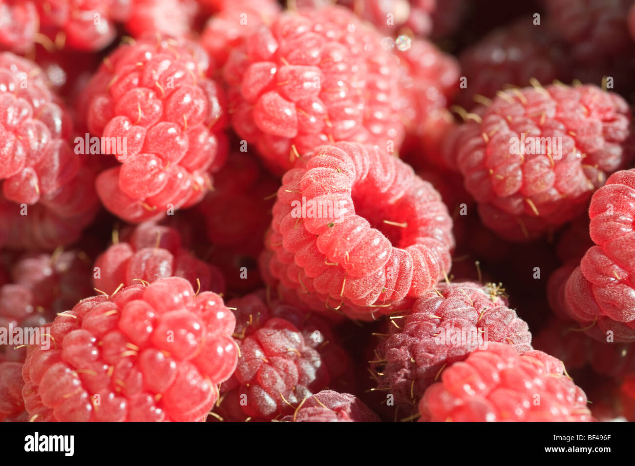 Lamponi Foto Stock