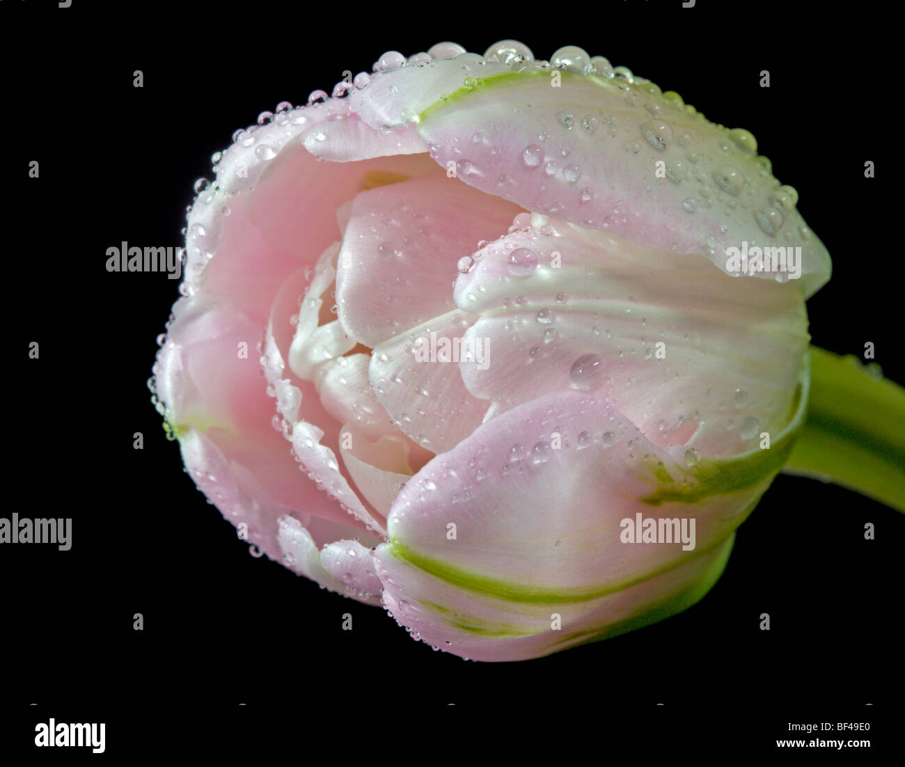 Pink Tulip Foto Stock
