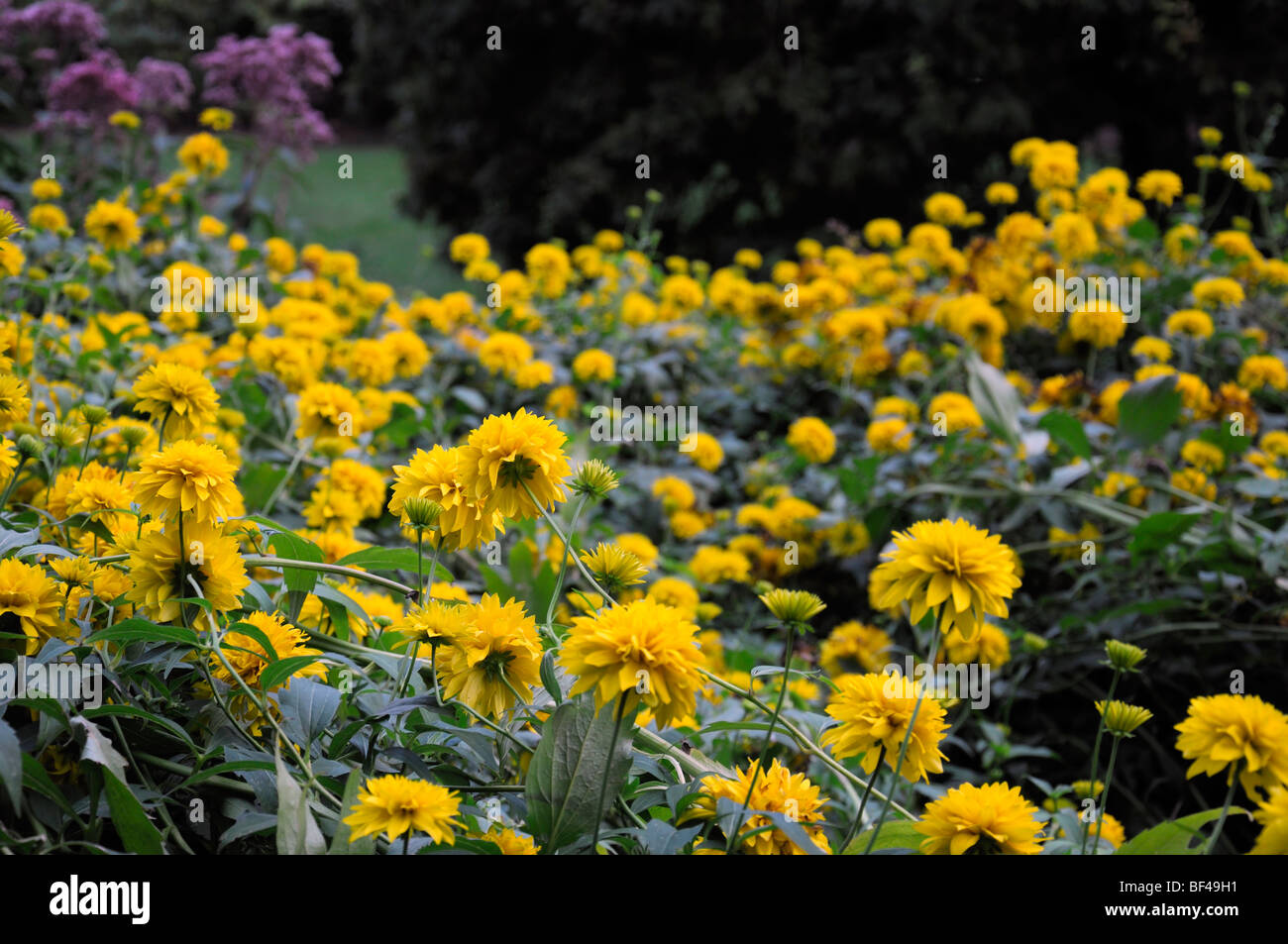 Rudbeckia doppio fiore in fiore black-eyed susan oro giallo fiore fiorisce perenne fioritura di fine estate Foto Stock