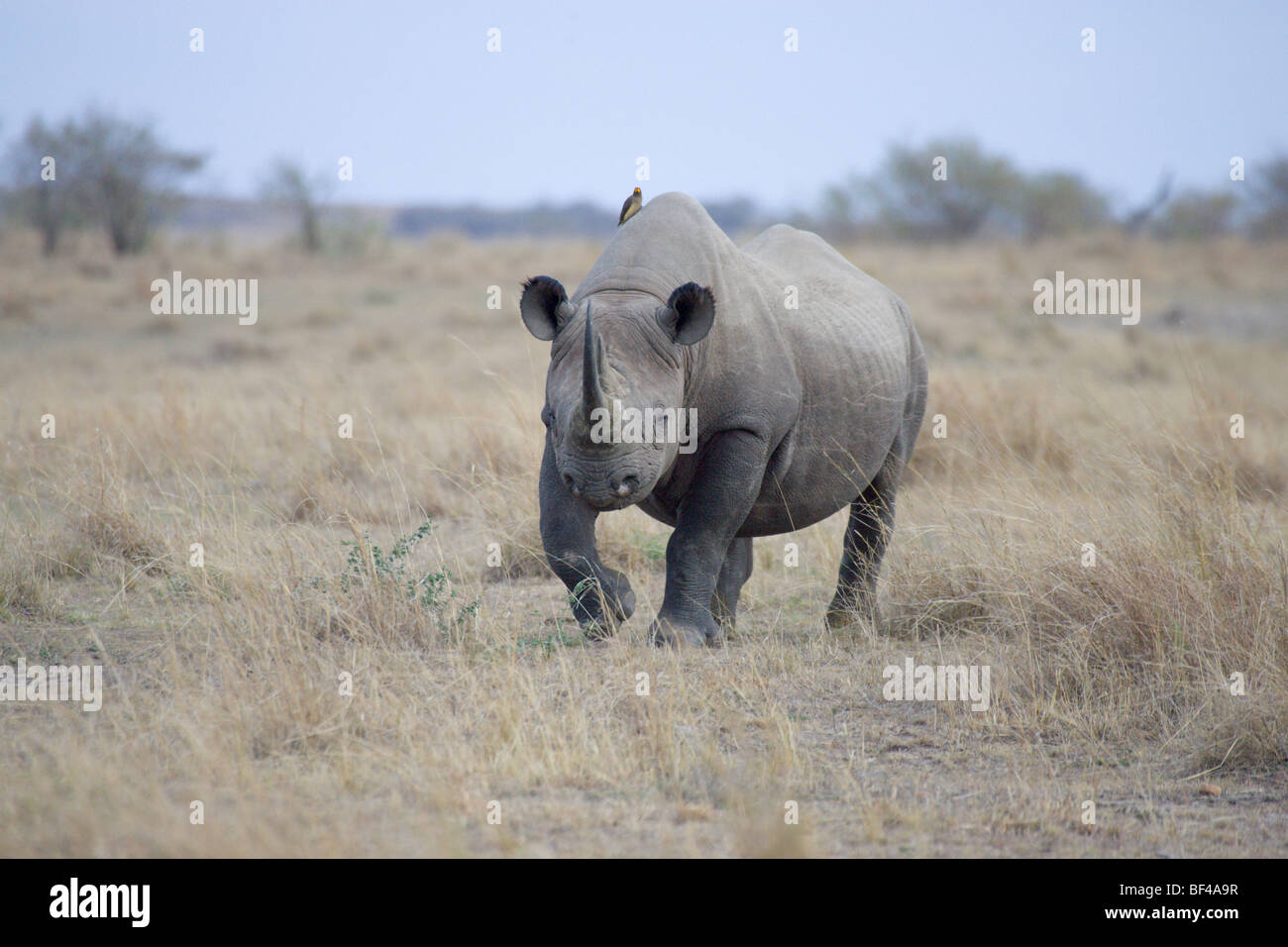 Maschio di rinoceronte bianco, Ceratotherium simum, passeggiate. Masai Mara riserva nazionale del Kenya. Foto Stock