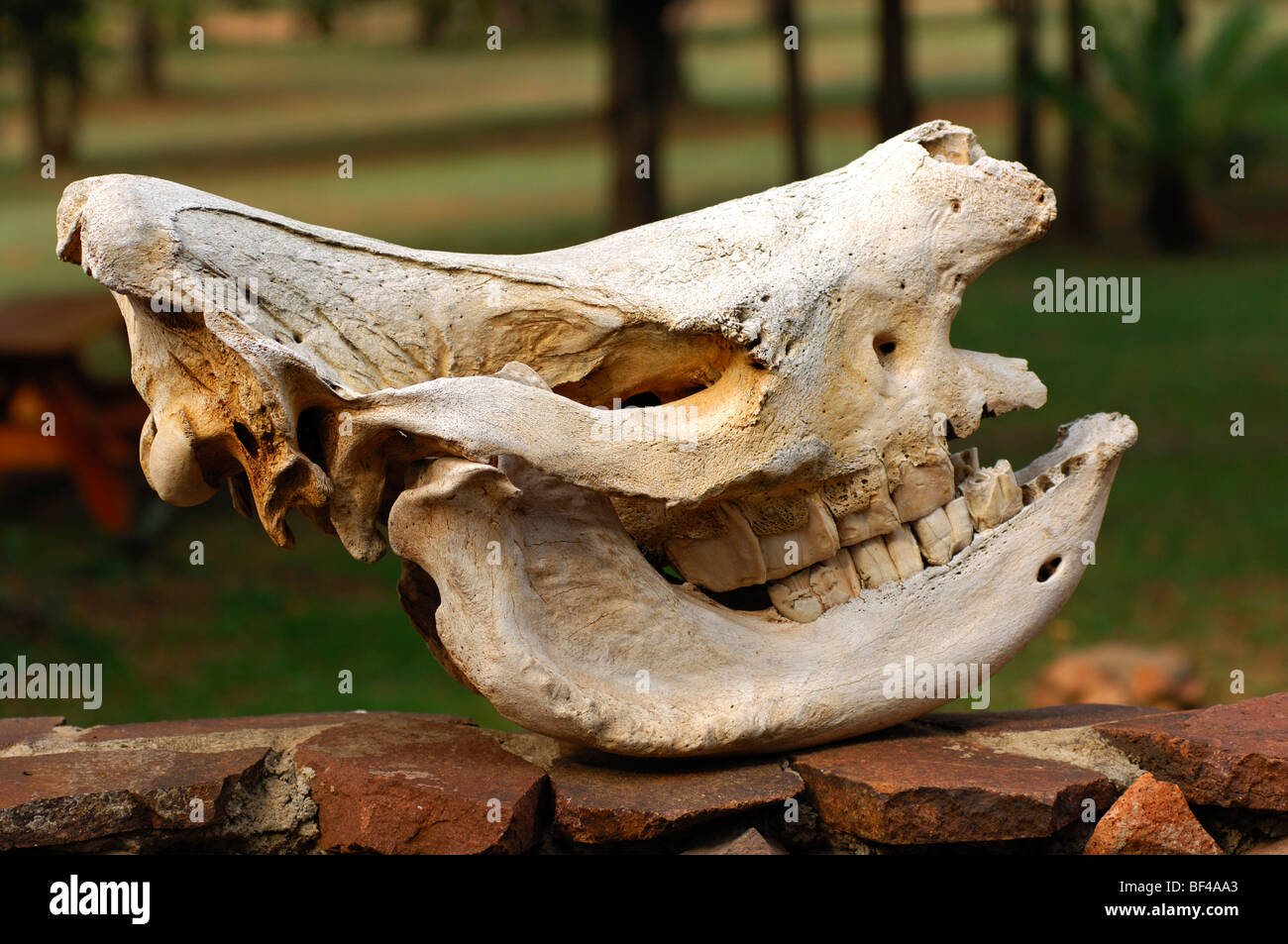 Cranio di un rinoceronte bianco, Hlane National Park, Swaziland, Africa Foto Stock