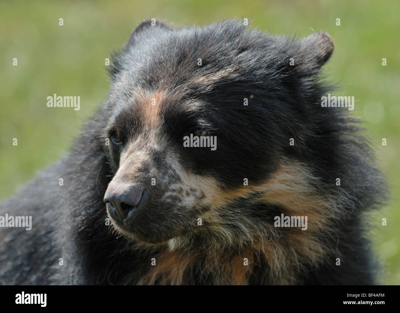 Spectacled Bear (Tremarctos ornatus) Foto Stock
