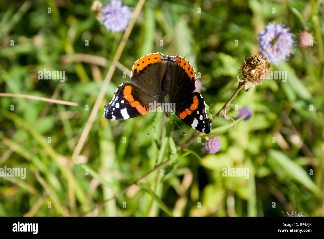 Red Admiral butterfly ( Vanessa Atalanta ) lavernock riserva naturale penarth Vale of Glamorgan Galles del Sud Foto Stock