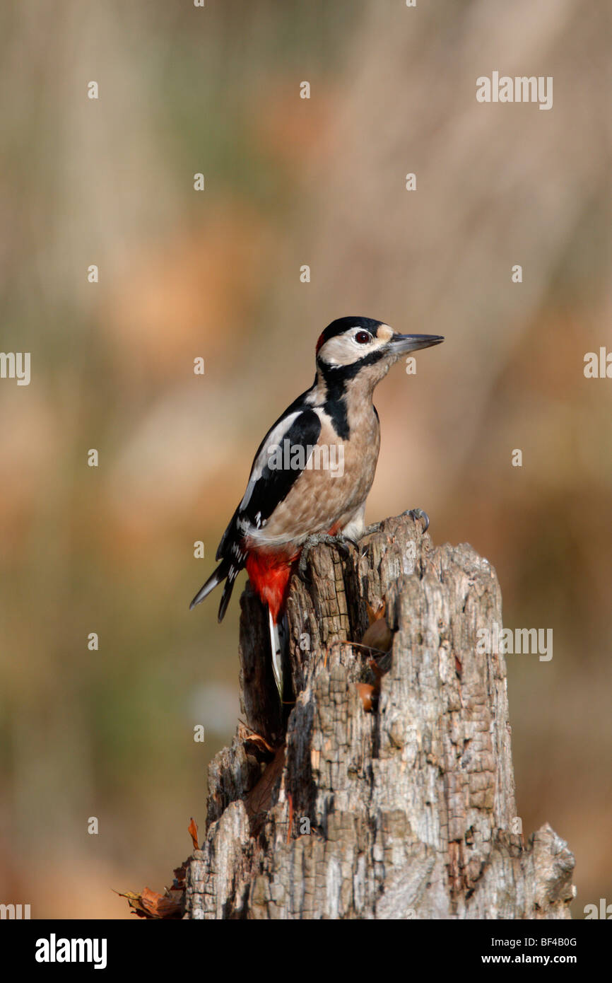 Picchio rosso maggiore Dendrocopos major Foto Stock