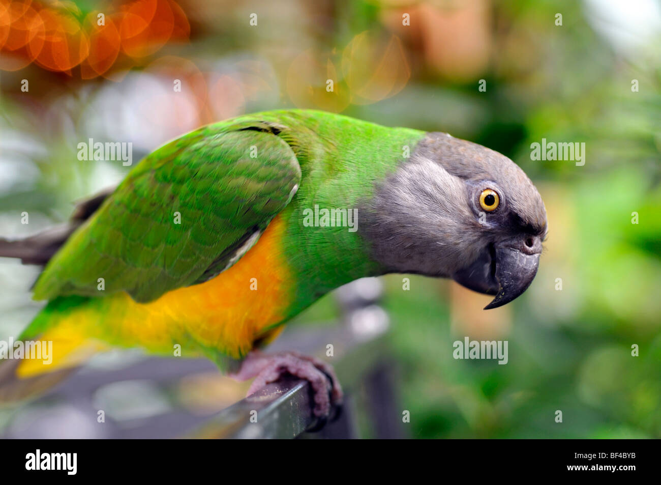 Senegal Parrot (Poicephalus senegalus) Foto Stock