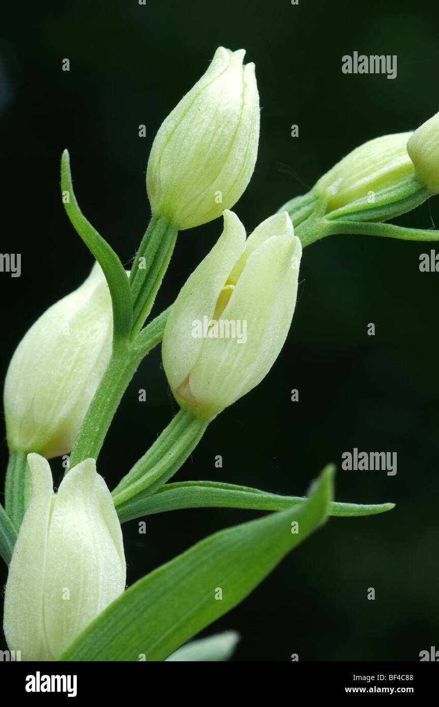 White Helleborine (Cephalanthera longifolia) Kent, Inghilterra. Foto Stock