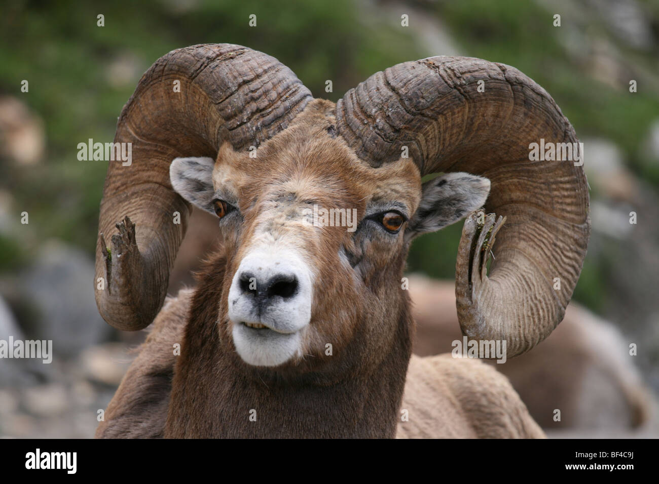 Full Scatto frontale di un selvaggio bighorn ram nel parco nazionale di Jasper, Canada Foto Stock