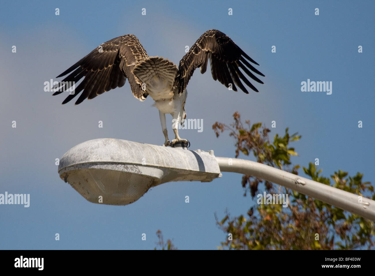 Giovani Osprey sulla lampada post - Pandion haliaetus Foto Stock