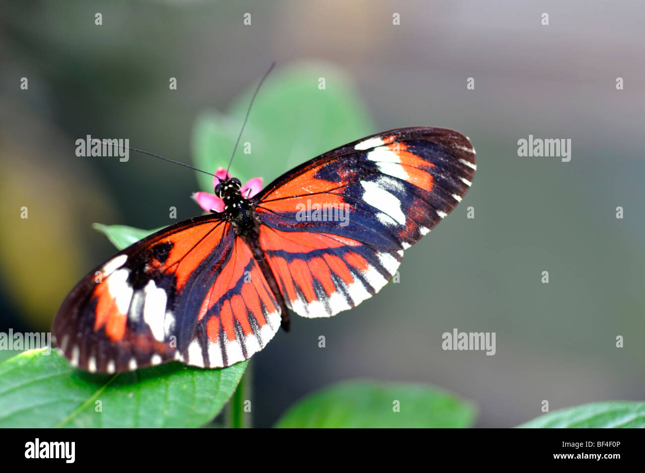 Portalettere Butterfly (Heliconius melpomene :) Foto Stock