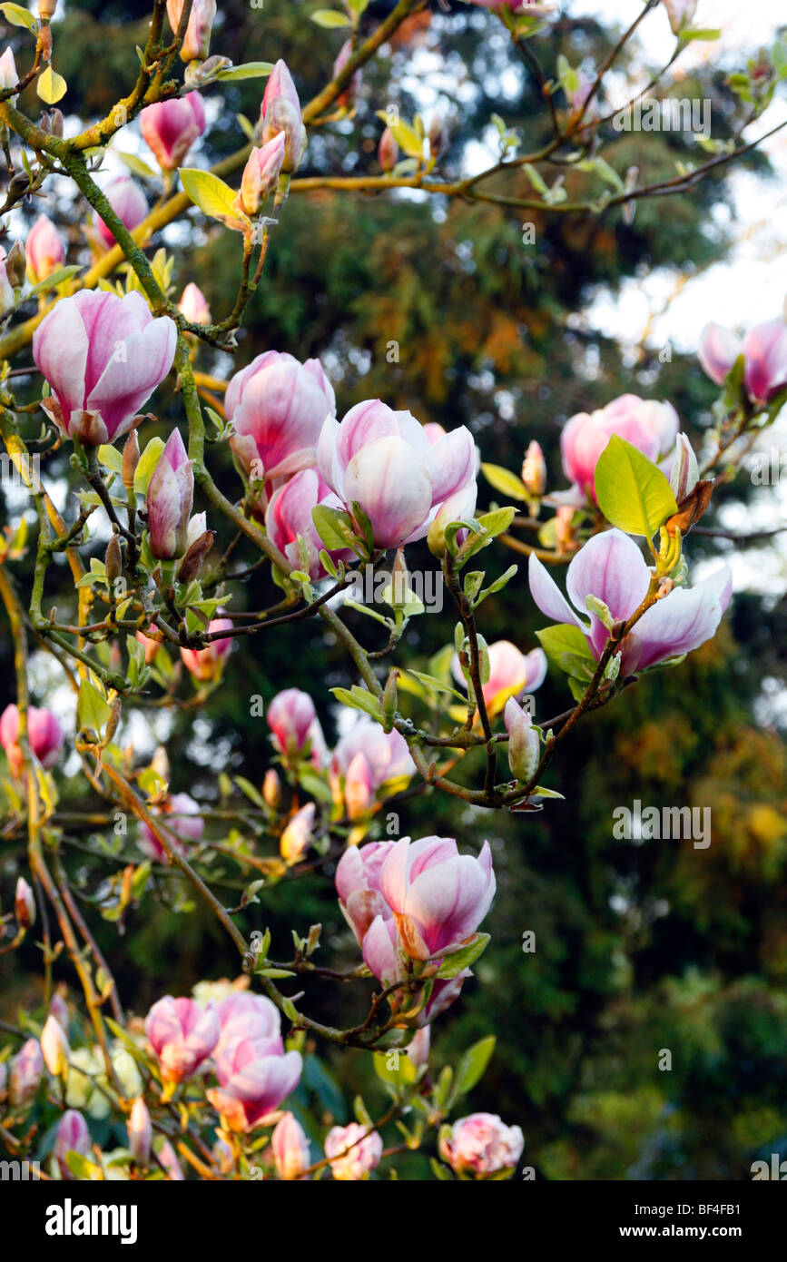 Magnolia soulangeana 'Rustica Rubra degli azionisti Foto Stock