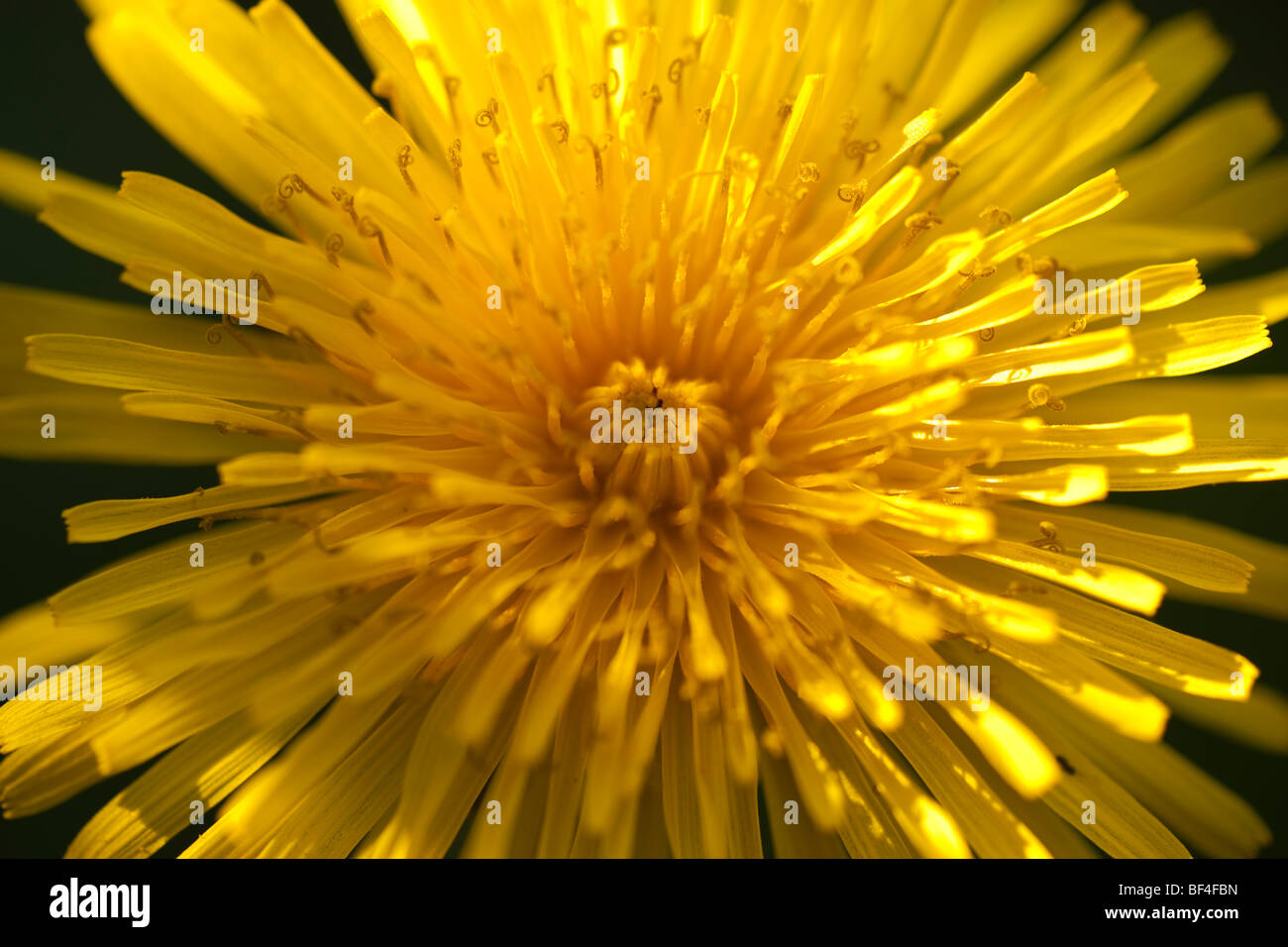 Tarassaco, Taraxacum officinale, fiore giallo. Primo piano del fiore singolo con luce solare obliquo pezzata di colata ombre attraverso di esso Foto Stock