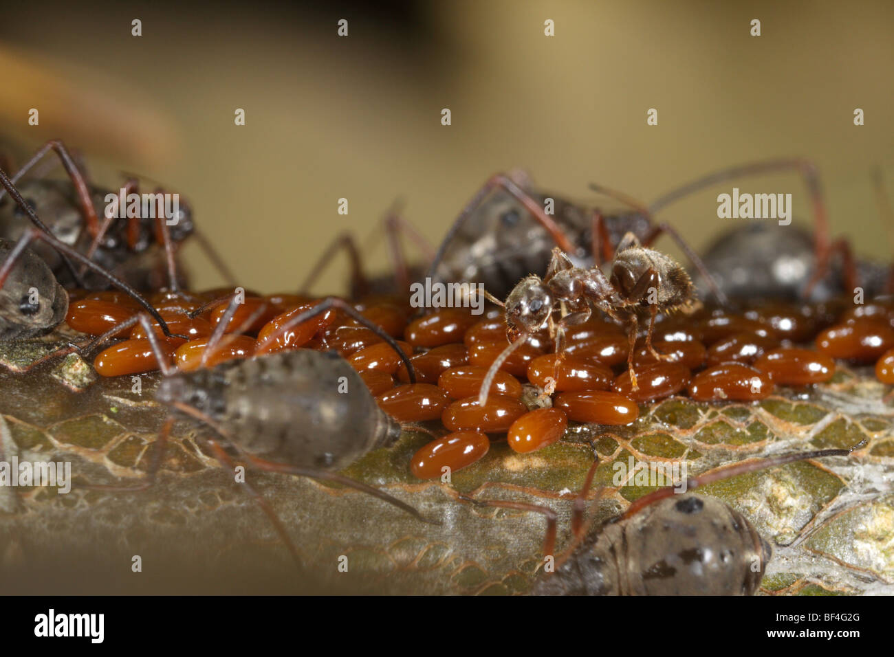 Lachnus roboris, un afide che si nutre di querce e le loro uova. Un giardino nero Ant vede anche per le uova. Foto Stock